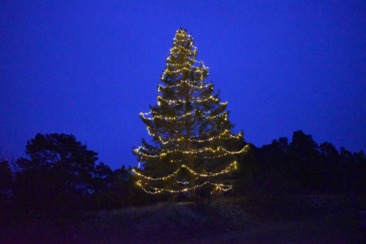 Julgranen på Oknö 2025