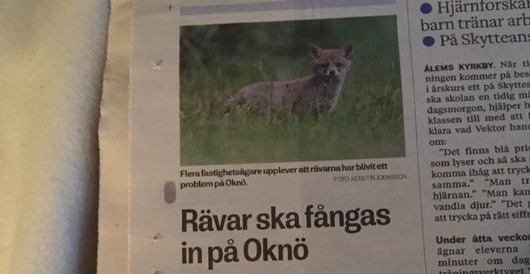 Rävar ska fångas in